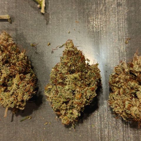 Blueberry Final's Battle #1 growlog timeline photo