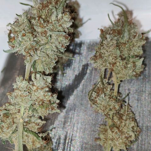 Blueberry Final's Battle #1 growlog timeline photo