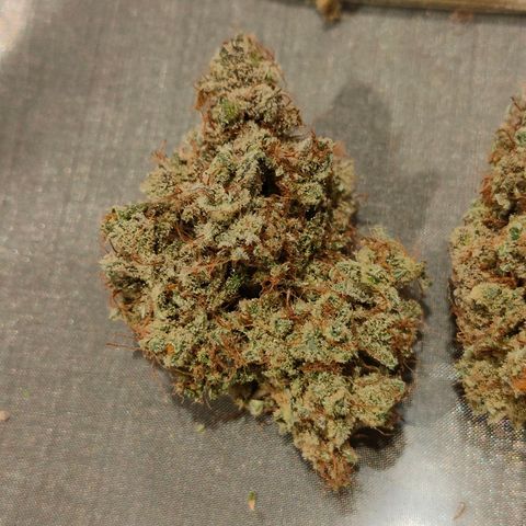 Blueberry Final's Battle #1 growlog timeline photo
