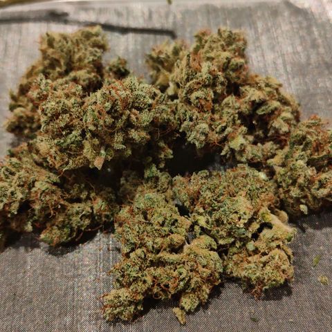 Blueberry Final's Battle #1 growlog timeline photo