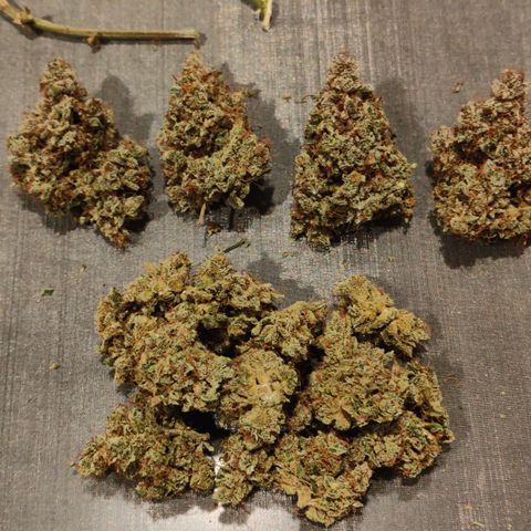 Blueberry Final's Battle #1 growlog timeline photo