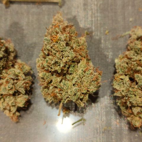 Blueberry Final's Battle #1 growlog timeline photo