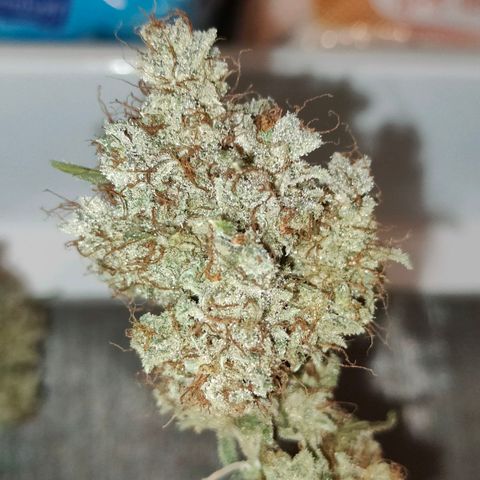 Blueberry Final's Battle #1 growlog timeline photo