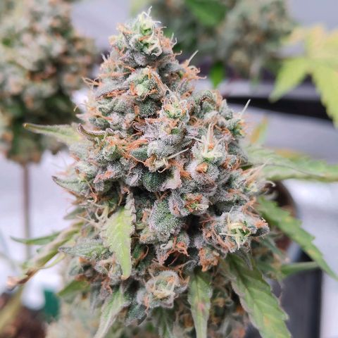 Blueberry Final's Battle #1 growlog timeline photo