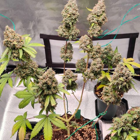 Blueberry Final's Battle #1 growlog timeline photo