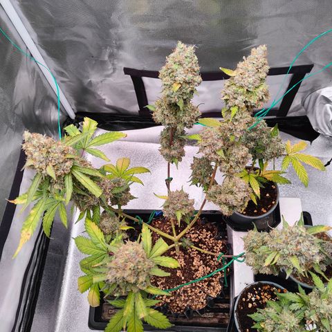 Blueberry Final's Battle #1 growlog timeline photo