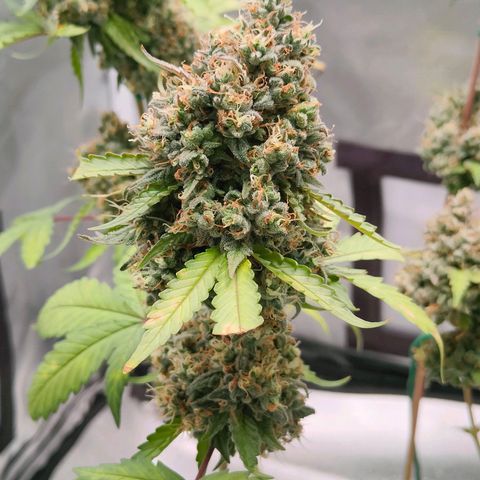 Blueberry Final's Battle #1 growlog timeline photo