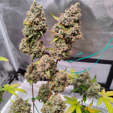 Blueberry Final's Battle #1 growlog timeline photo