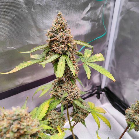 Blueberry Final's Battle #1 growlog timeline photo
