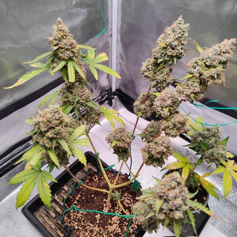 Blueberry Final's Battle #1 growlog timeline photo