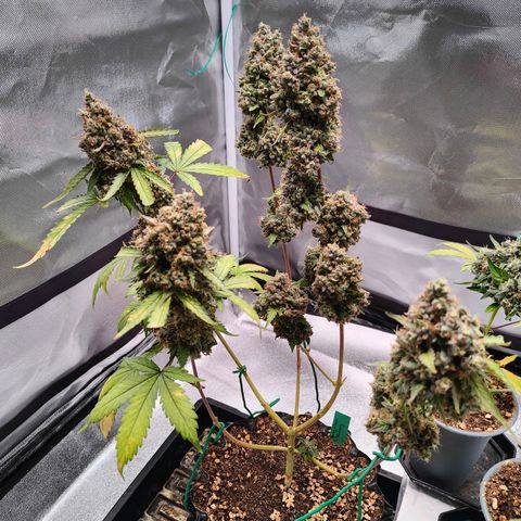 Blueberry Final's Battle #1 growlog timeline photo