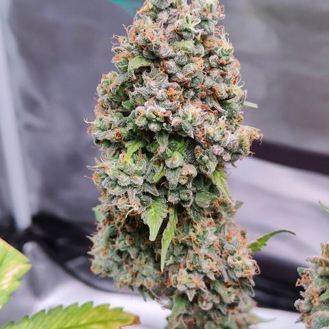 Blueberry Final's Battle #1 growlog timeline photo
