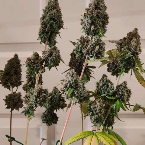 Blueberry Final's Battle #1 growlog timeline photo