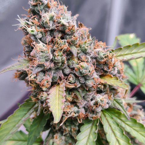 Blueberry Final's Battle #1 growlog timeline photo