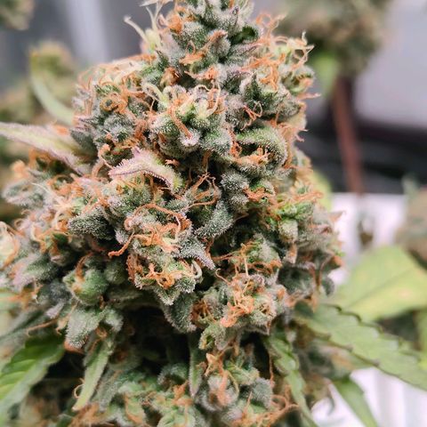 Blueberry Final's Battle #1 growlog timeline photo