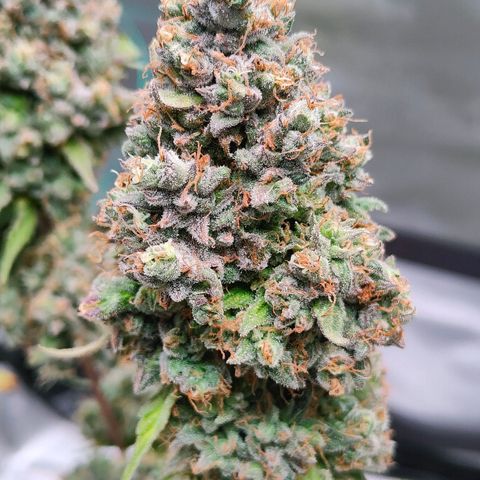 Blueberry Final's Battle #1 growlog timeline photo