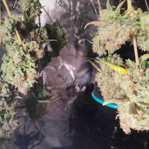Blueberry Final's Battle #1 growlog timeline photo