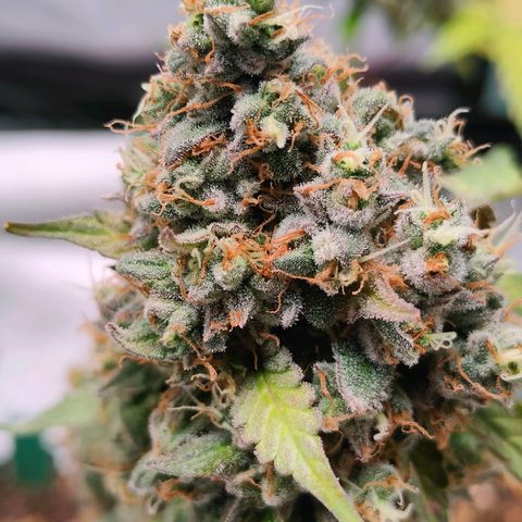 Blueberry Final's Battle #1 growlog timeline photo