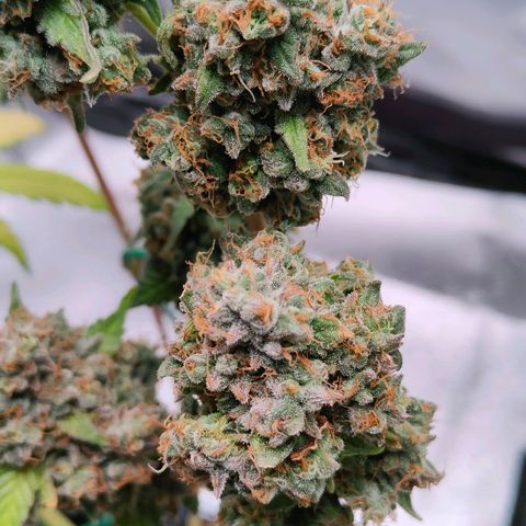 Blueberry Final's Battle #1 growlog timeline photo