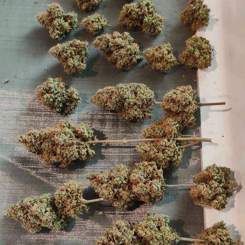 Blueberry Final's Battle #1 growlog timeline photo