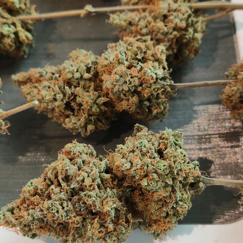 Blueberry Final's Battle #1 growlog timeline photo