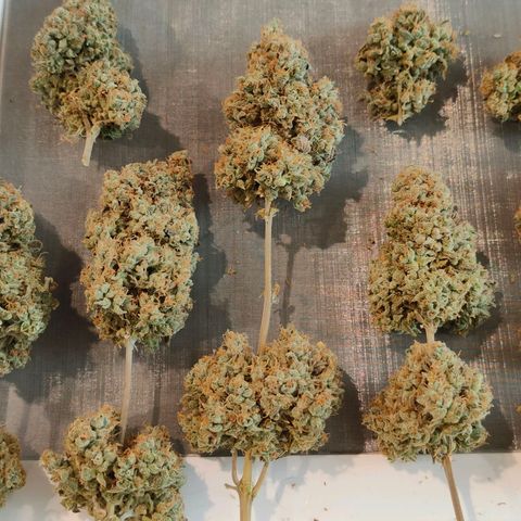 Blueberry Final's Battle #1 growlog timeline photo