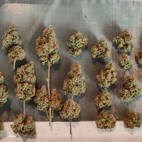 Blueberry Final's Battle #1 growlog timeline photo