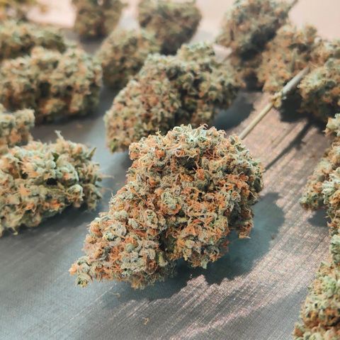 Blueberry Final's Battle #1 growlog timeline photo