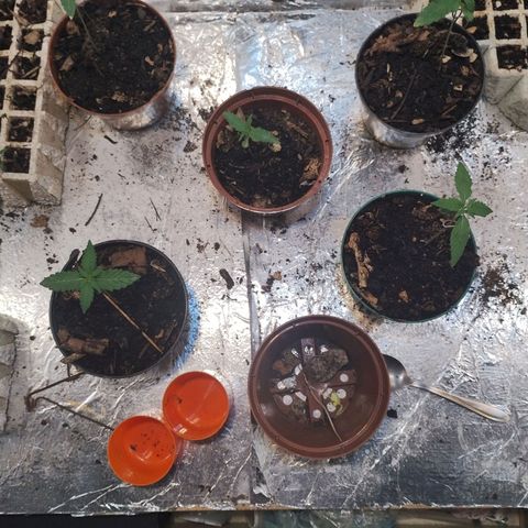 Sativa  growlog timeline photo