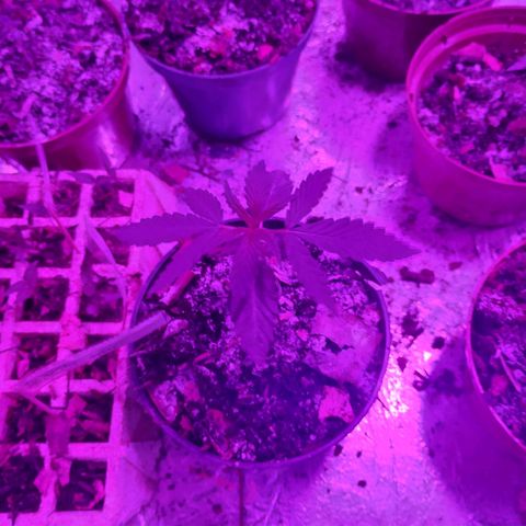 Sativa  growlog timeline photo