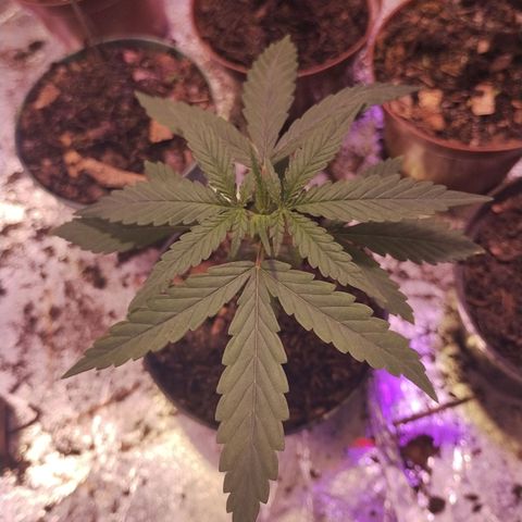 Sativa  growlog timeline photo