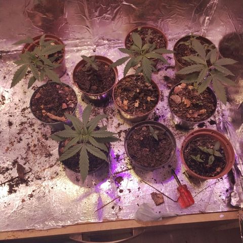 Sativa  growlog timeline photo