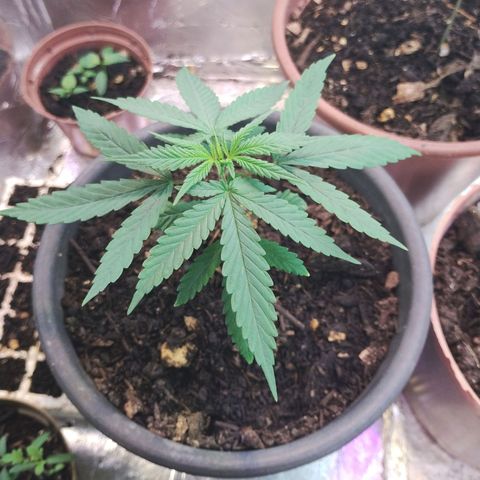 Sativa  growlog timeline photo