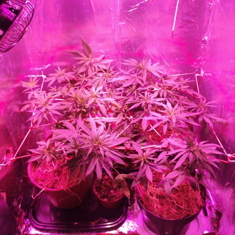 Sativa  growlog timeline photo