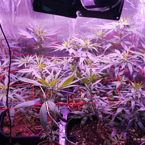 Sativa  growlog timeline photo