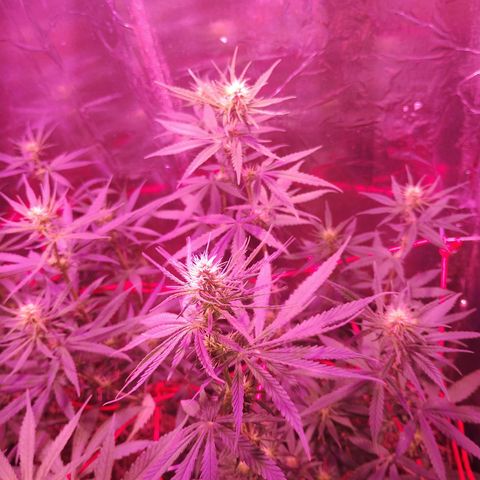 Sativa  growlog timeline photo