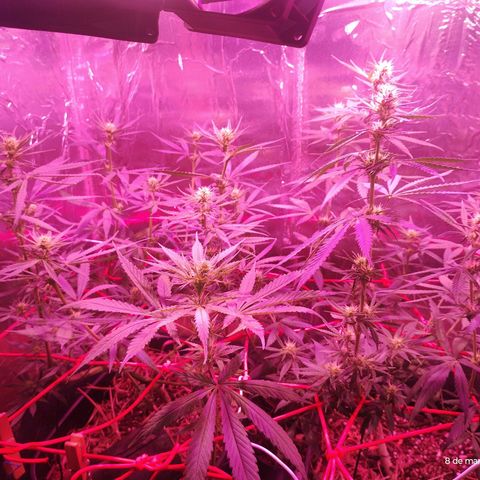 Sativa  growlog timeline photo