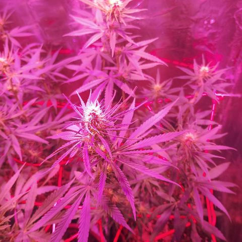 Sativa  growlog timeline photo