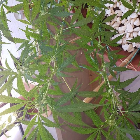 Ymir growlog timeline photo