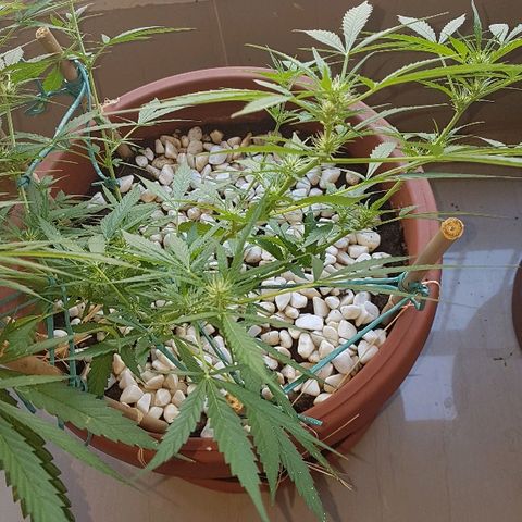 Ymir growlog timeline photo