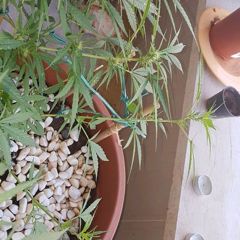 Ymir growlog timeline photo