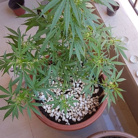 Ymir growlog timeline photo