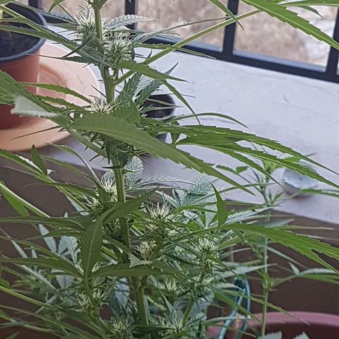 Ymir growlog timeline photo