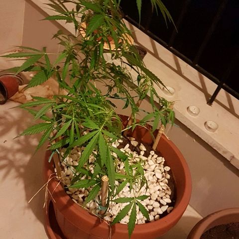 Ymir growlog timeline photo