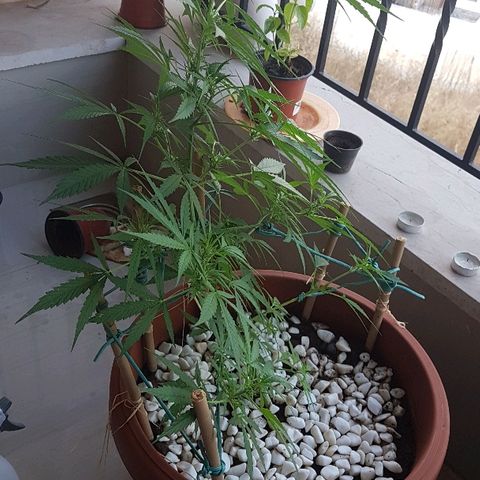 Ymir growlog timeline photo