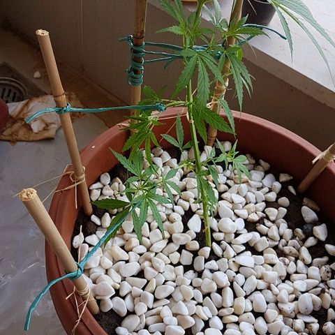 Ymir growlog timeline photo