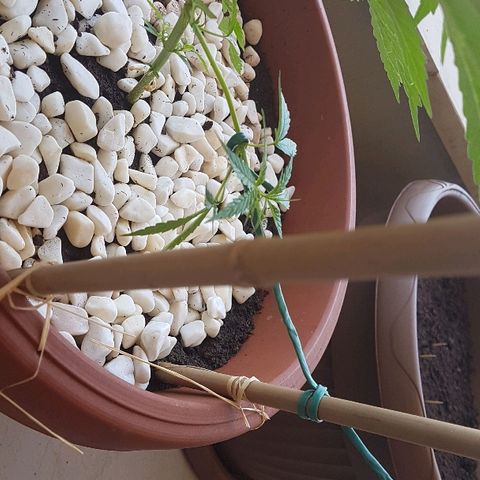 Ymir growlog timeline photo