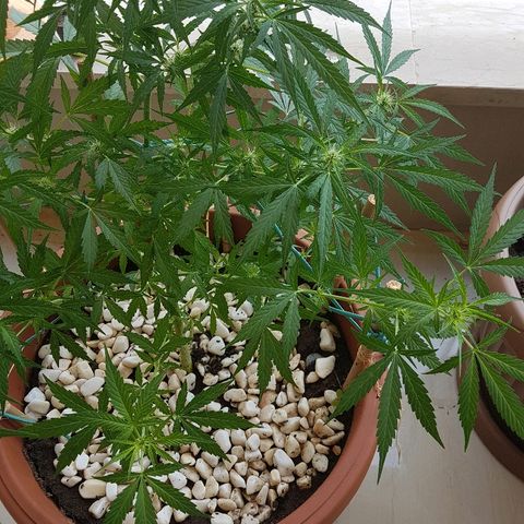 Ymir growlog timeline photo