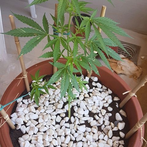 Ymir growlog timeline photo