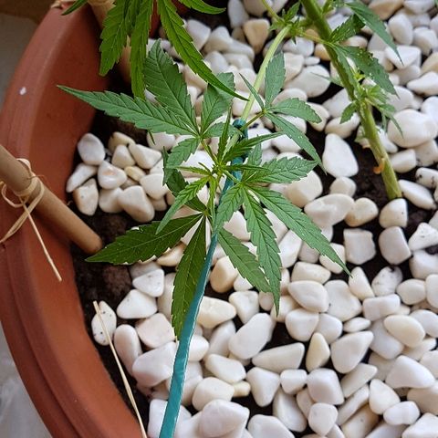 Ymir growlog timeline photo